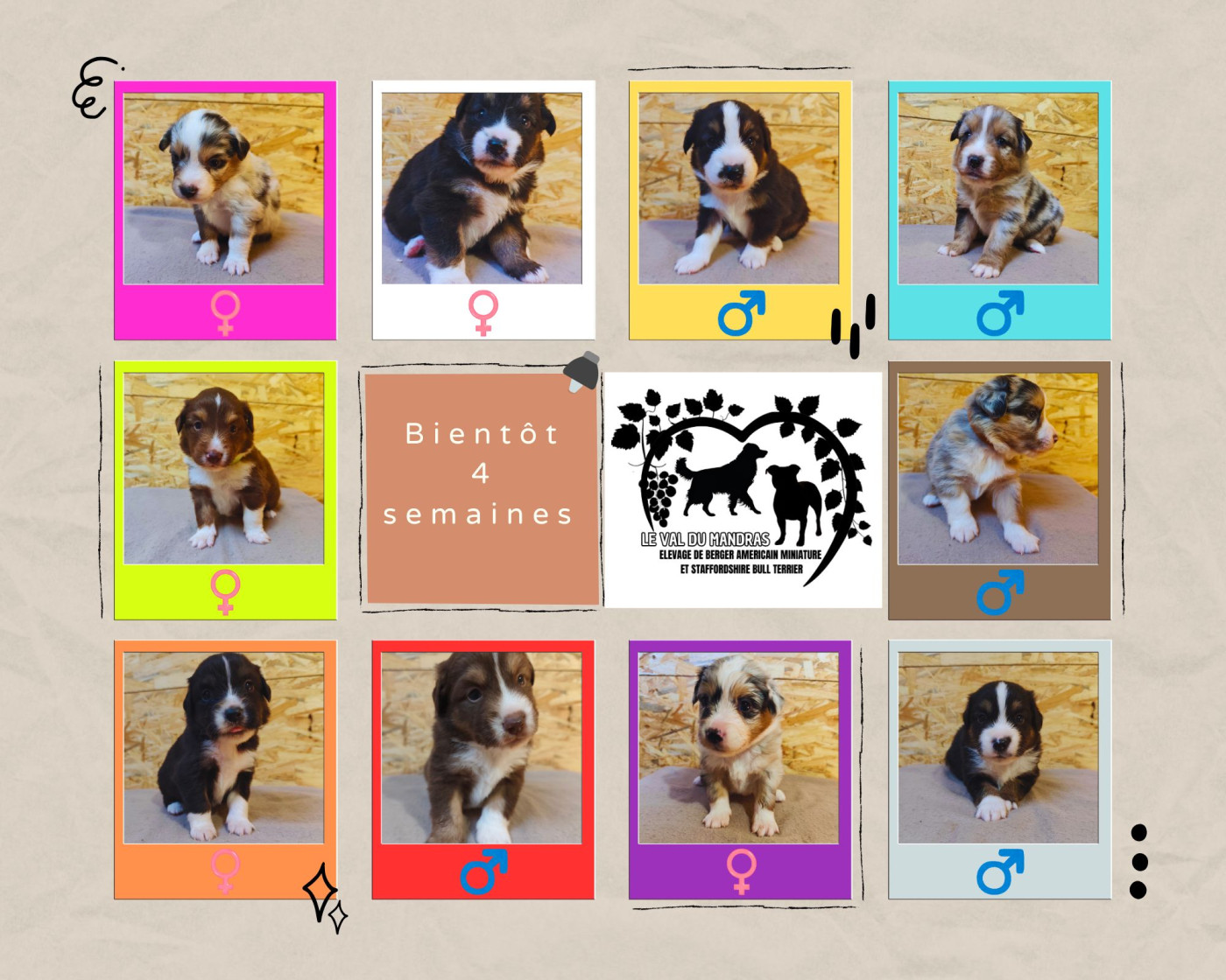 Chiot Berger Américain Miniature  Du Val Du Mandras