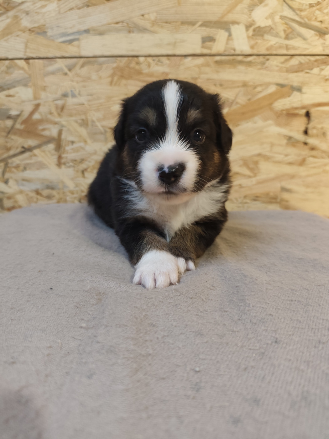 Du Val Du Mandras - Chiots disponibles - Berger Américain Miniature 