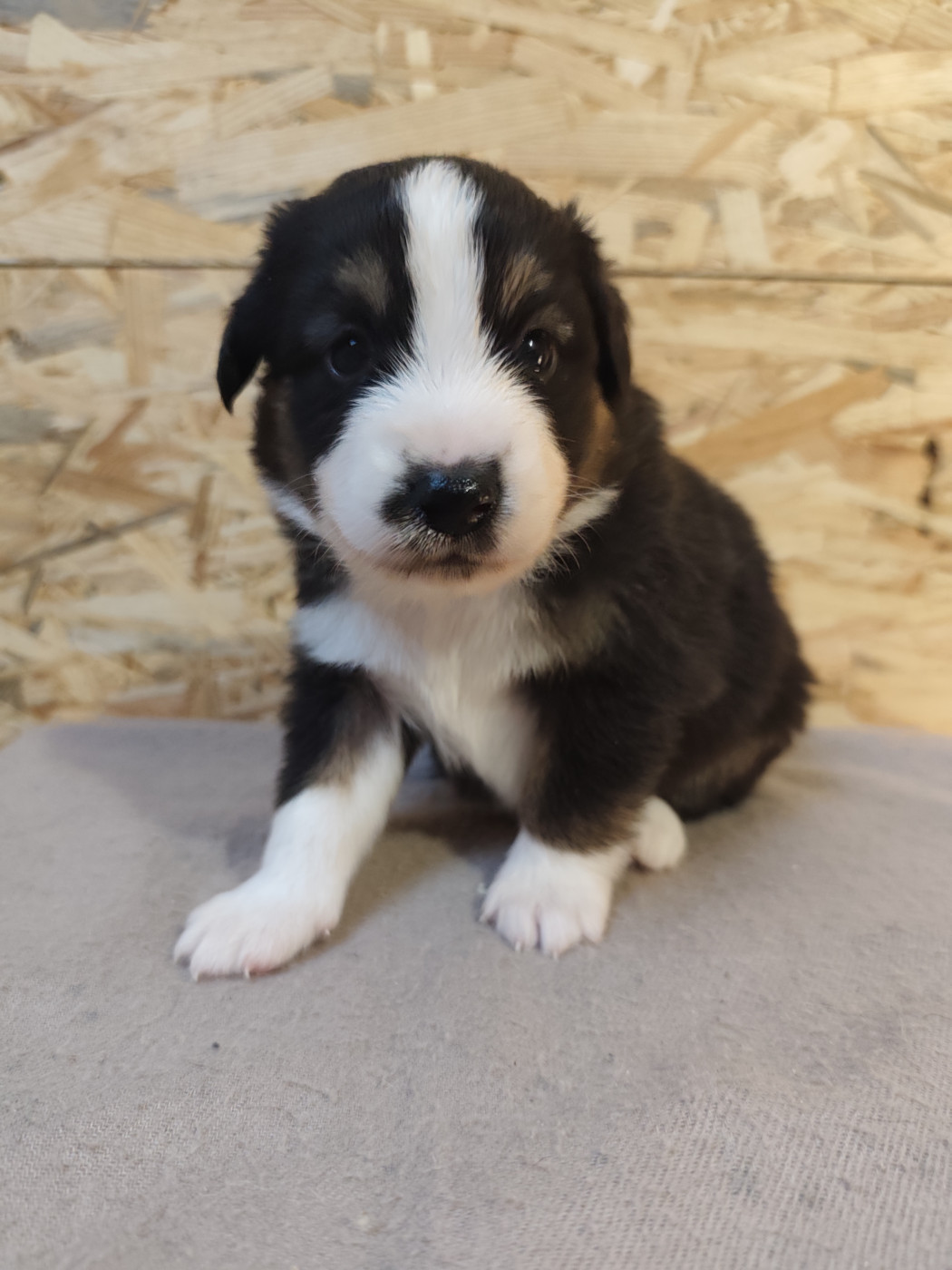 Du Val Du Mandras - Chiots disponibles - Berger Américain Miniature 