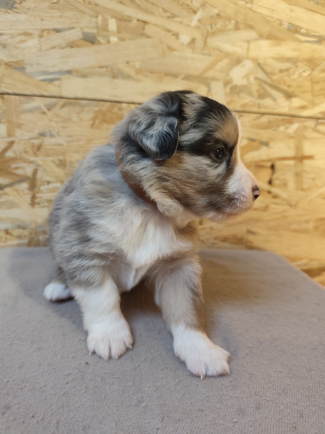 Du Val Du Mandras - Chiots disponibles - Berger Américain Miniature 