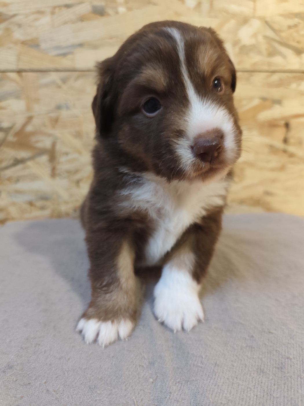 Du Val Du Mandras - Chiots disponibles - Berger Américain Miniature 