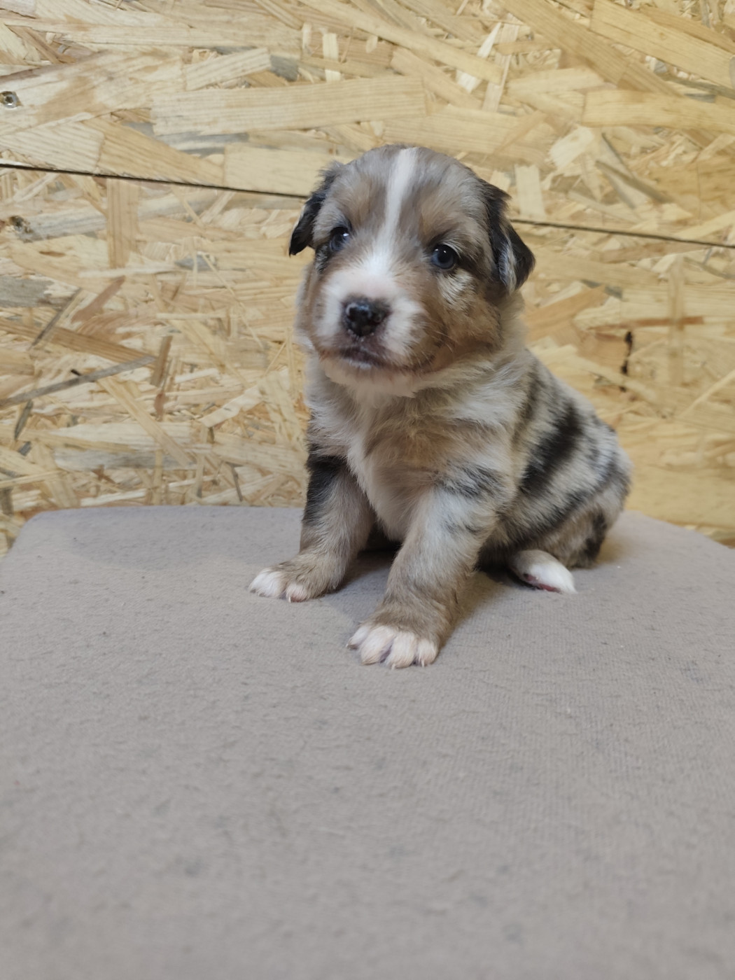 Du Val Du Mandras - Chiots disponibles - Berger Américain Miniature 