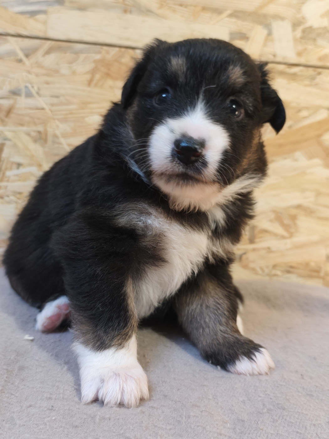 Du Val Du Mandras - Chiots disponibles - Berger Américain Miniature 