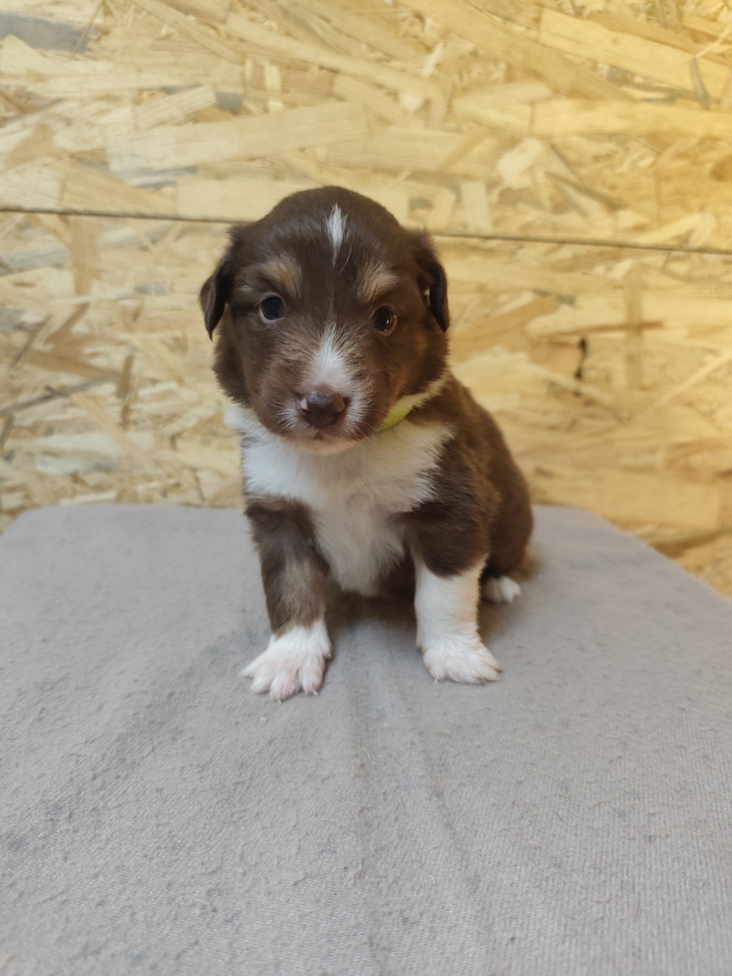 Du Val Du Mandras - Chiots disponibles - Berger Américain Miniature 