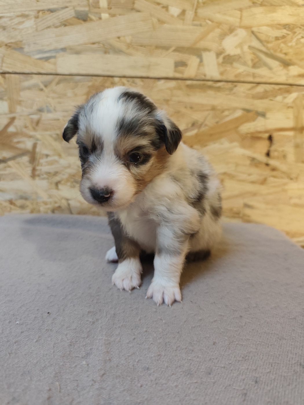 Du Val Du Mandras - Chiots disponibles - Berger Américain Miniature 