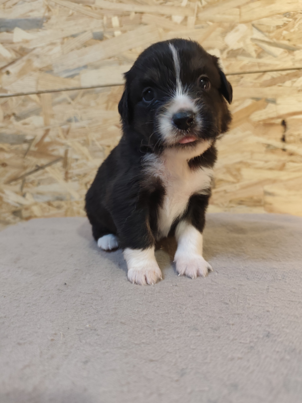 Du Val Du Mandras - Chiots disponibles - Berger Américain Miniature 