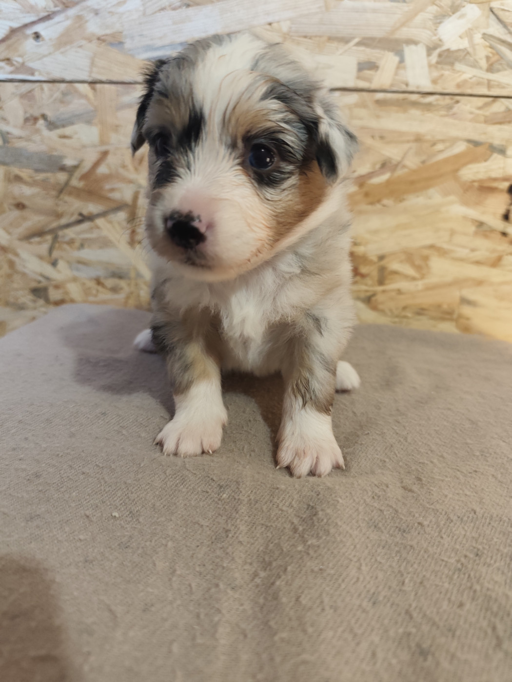 Du Val Du Mandras - Chiots disponibles - Berger Américain Miniature 