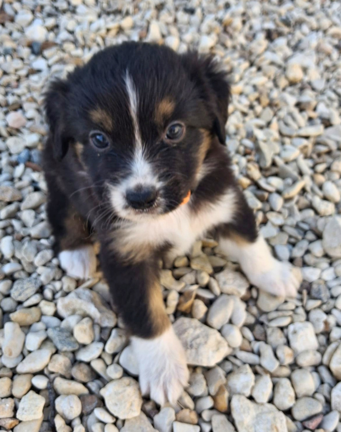 Du Val Du Mandras - Chiots disponibles - Berger Américain Miniature 