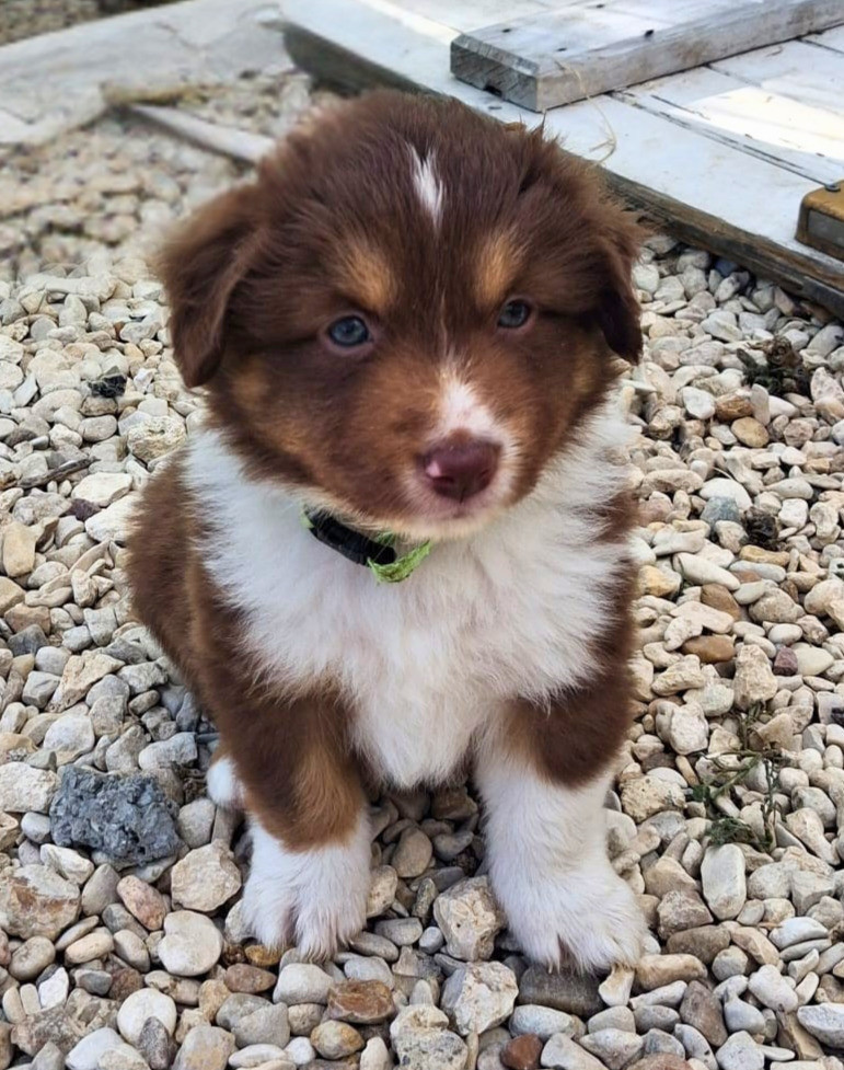 Du Val Du Mandras - Chiots disponibles - Berger Américain Miniature 