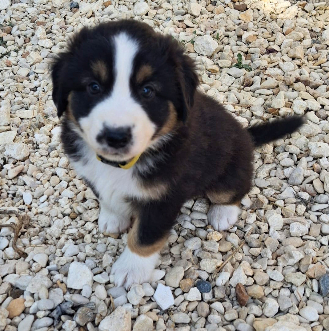 Du Val Du Mandras - Chiots disponibles - Berger Américain Miniature 