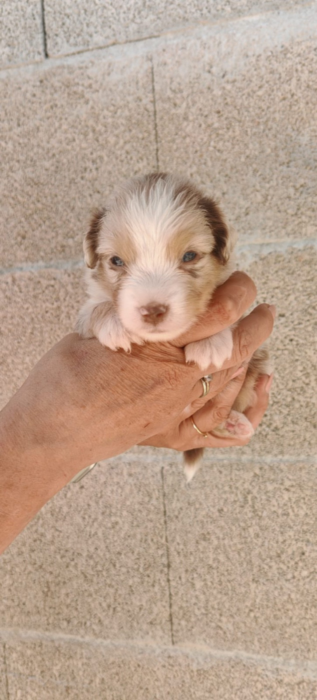 Du Val Du Mandras - Chiots disponibles - Berger Américain Miniature 