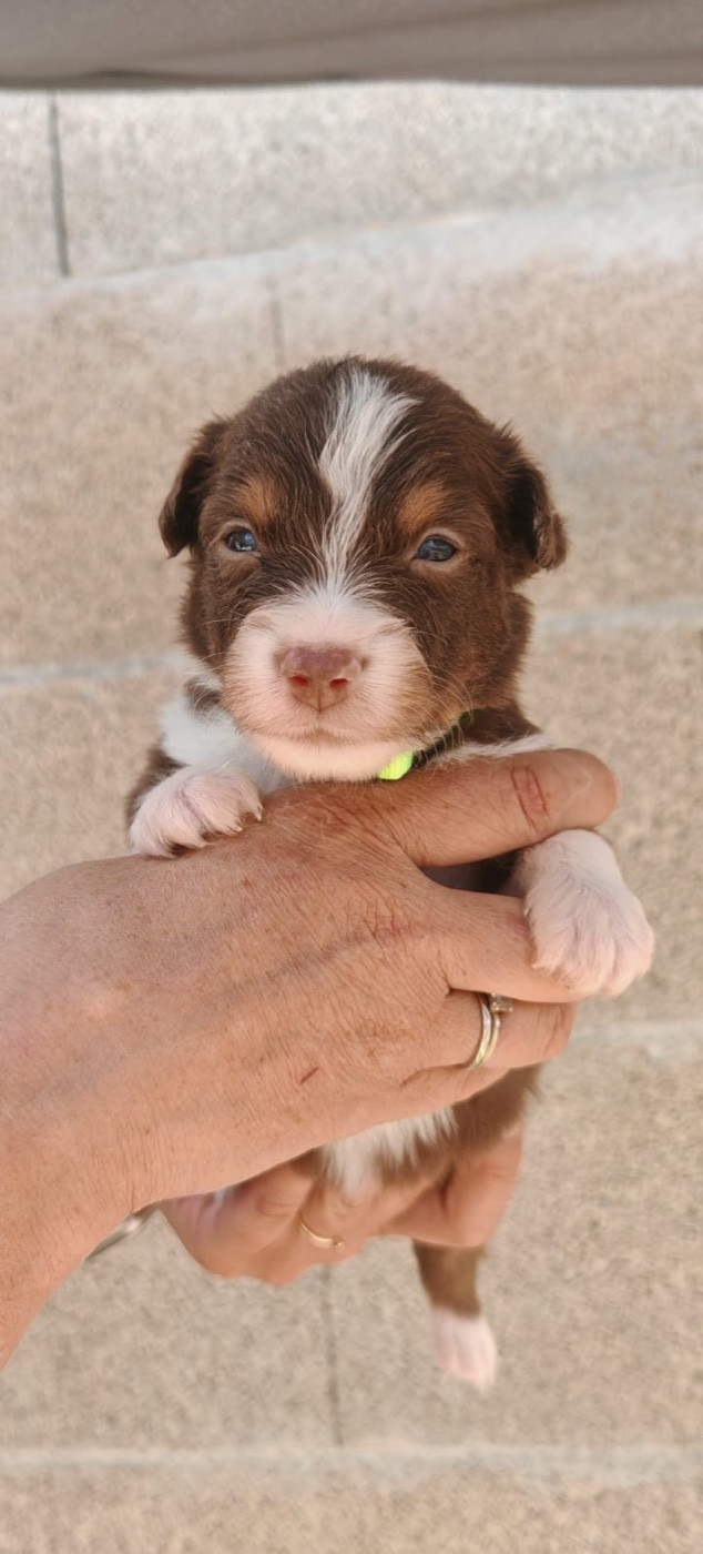 Du Val Du Mandras - Chiots disponibles - Berger Américain Miniature 