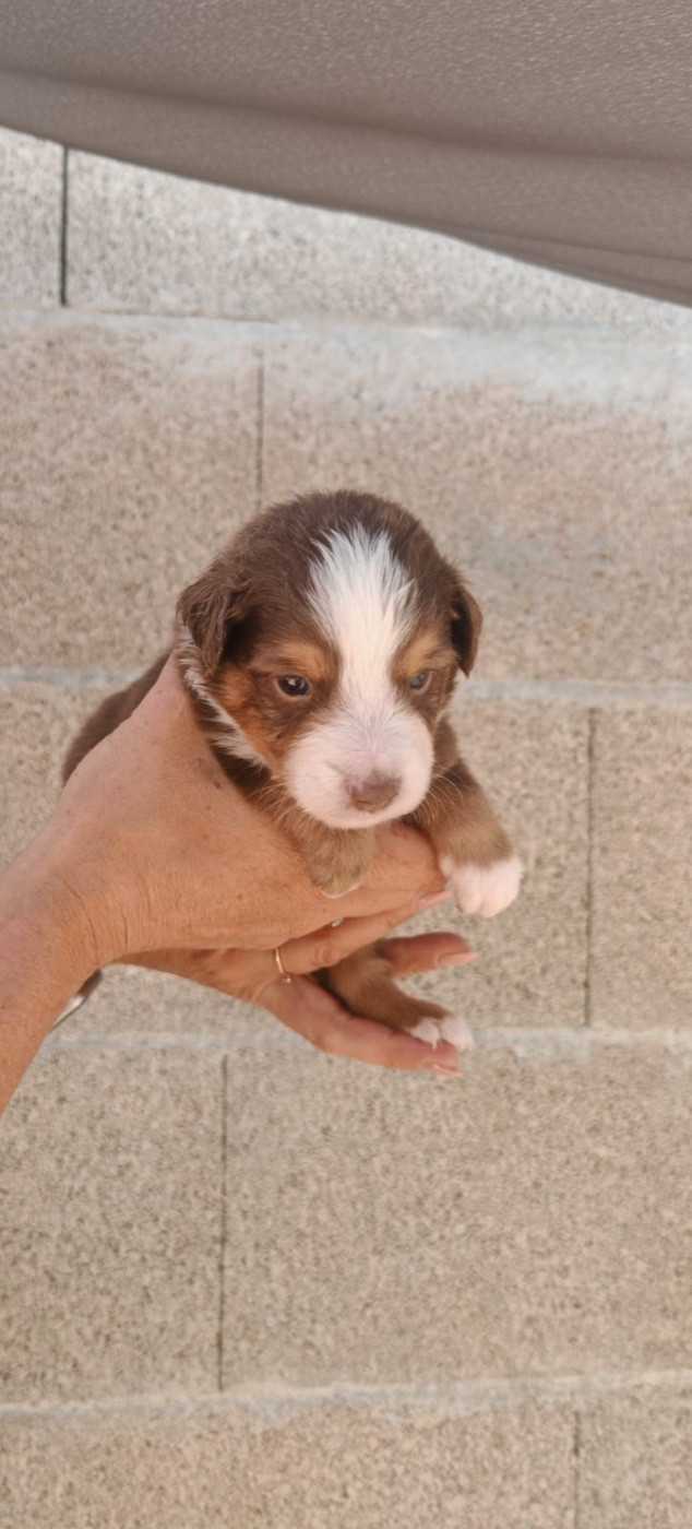 Du Val Du Mandras - Chiots disponibles - Berger Américain Miniature 