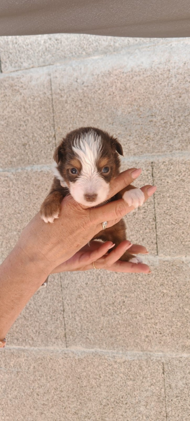 Du Val Du Mandras - Chiots disponibles - Berger Américain Miniature 