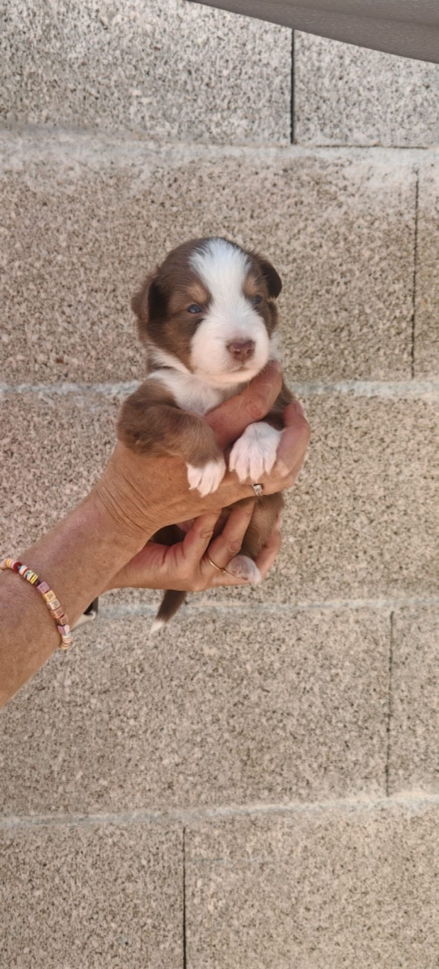 Du Val Du Mandras - Chiots disponibles - Berger Américain Miniature 