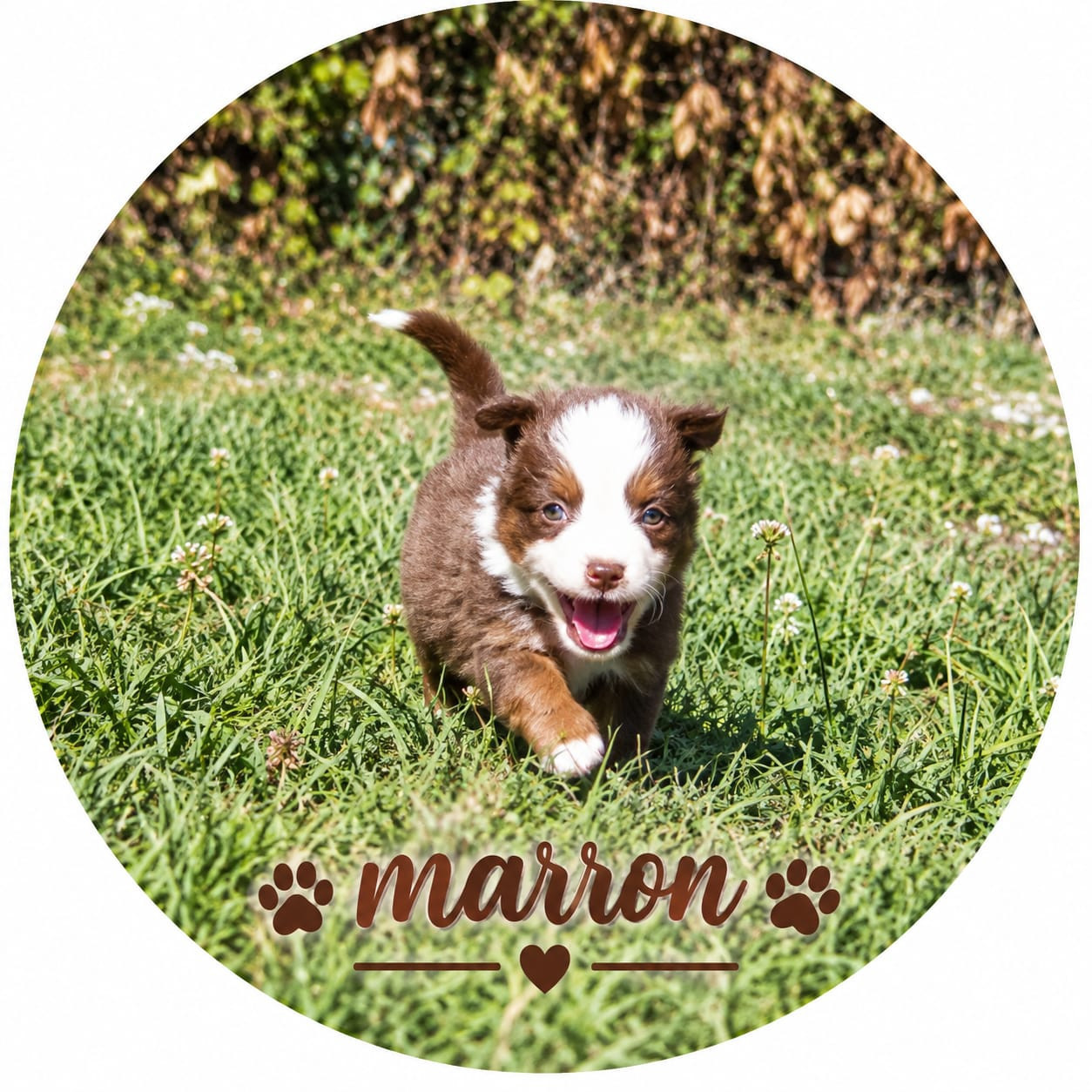 Du Val Du Mandras - Chiots disponibles - Berger Américain Miniature 