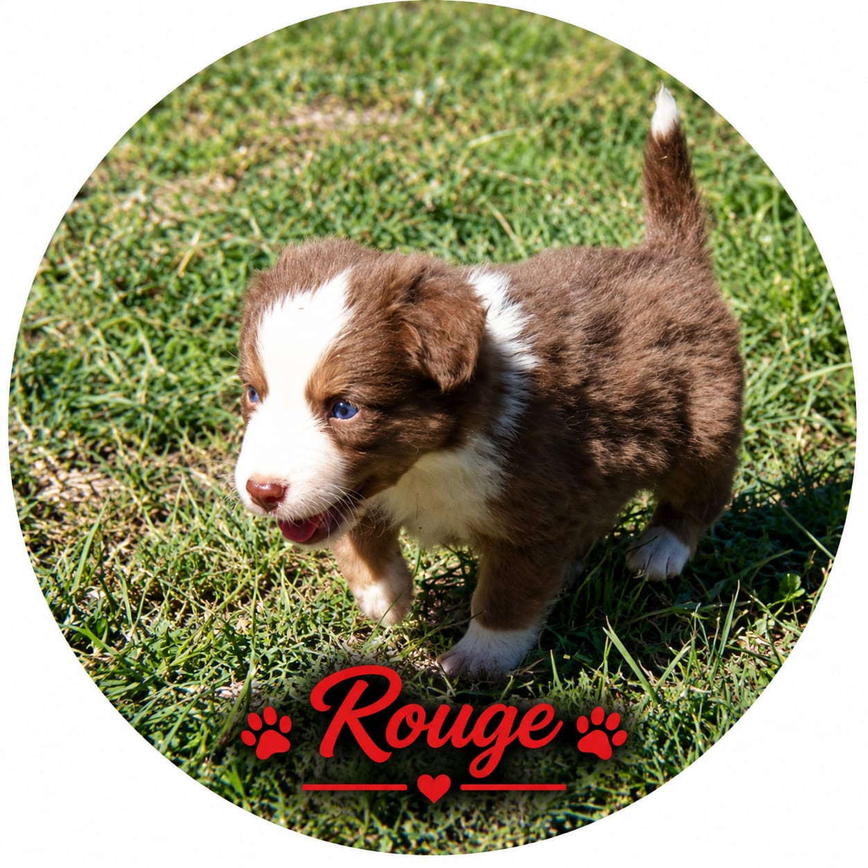 Du Val Du Mandras - Chiots disponibles - Berger Américain Miniature 