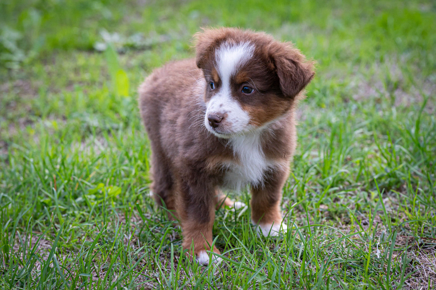 Du Val Du Mandras - Chiots disponibles - Berger Américain Miniature 